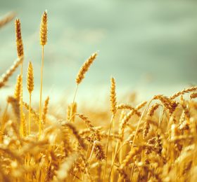 Uvjeti prijema i otkupa pšenice rod 2023.