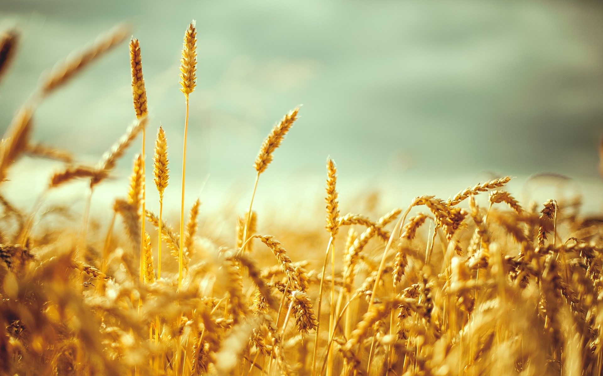 Uvjeti prijema i otkupa pšenice rod 2023.