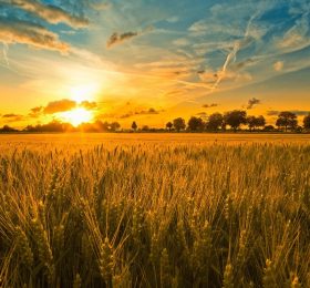 Otkupne cijene merkatilne pšenice – ROD 2021.
