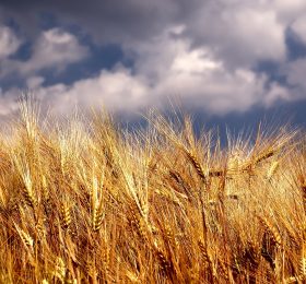 Žetva pšenice – rod 2018