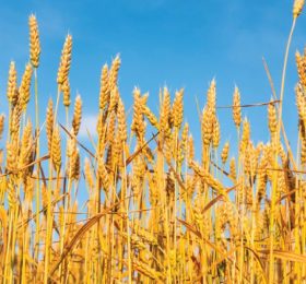 Obavijest o završetku otkupa pšenice