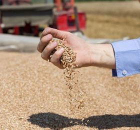 Obavijest o završetku otkupa pšenice