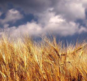 Žetva pšenice rod 2021