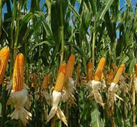 Uvjeti prijema i otupa kukuruza rod – 2022